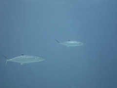 Scomberomorus regalis