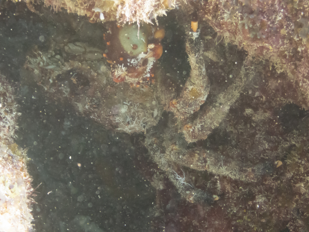 Photo of Channel clinging crab (Mithrax spinosissimus)