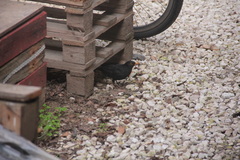 Turdus merula