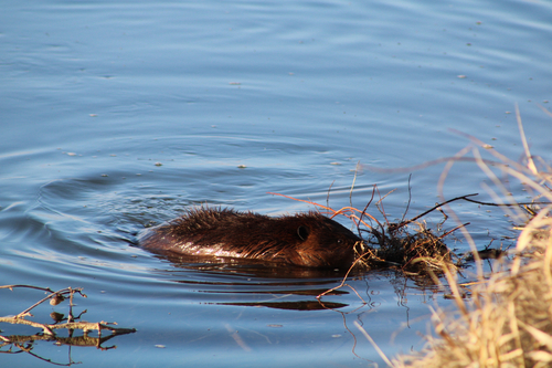animal observation 3