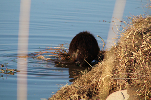 animal observation 6