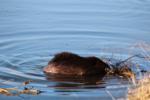 animal observation 4