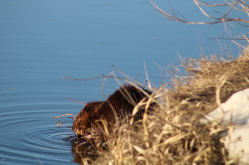 animal observation 5