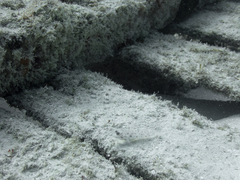 Coryphopterus dicrus