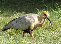 Theristicus melanopis