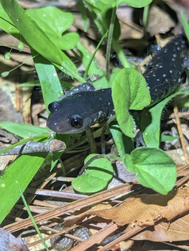 Mississippi Slimy Salamander, Plethodon mississippi
