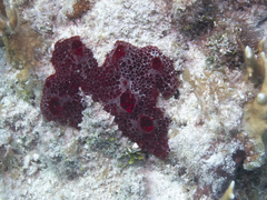 Phorbas amaranthus