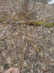 Aurantioporthe corni