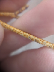 Aurantioporthe corni