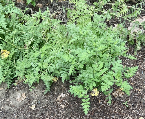iNaturalist observation photo of branching phacelia