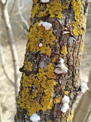 Xanthoria parietina