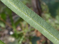 Crotalaria montana angustifolia