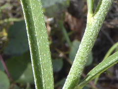 Crotalaria montana angustifolia