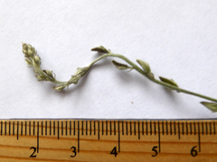 Crotalaria montana angustifolia