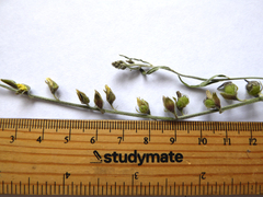 Crotalaria montana angustifolia