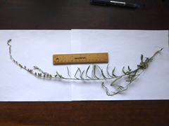 Crotalaria montana angustifolia
