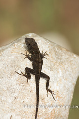 Anolis armouri
