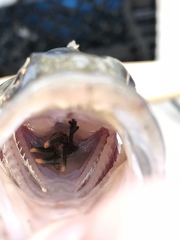 Faxonius occidentalis