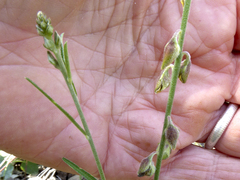 Crotalaria montana angustifolia