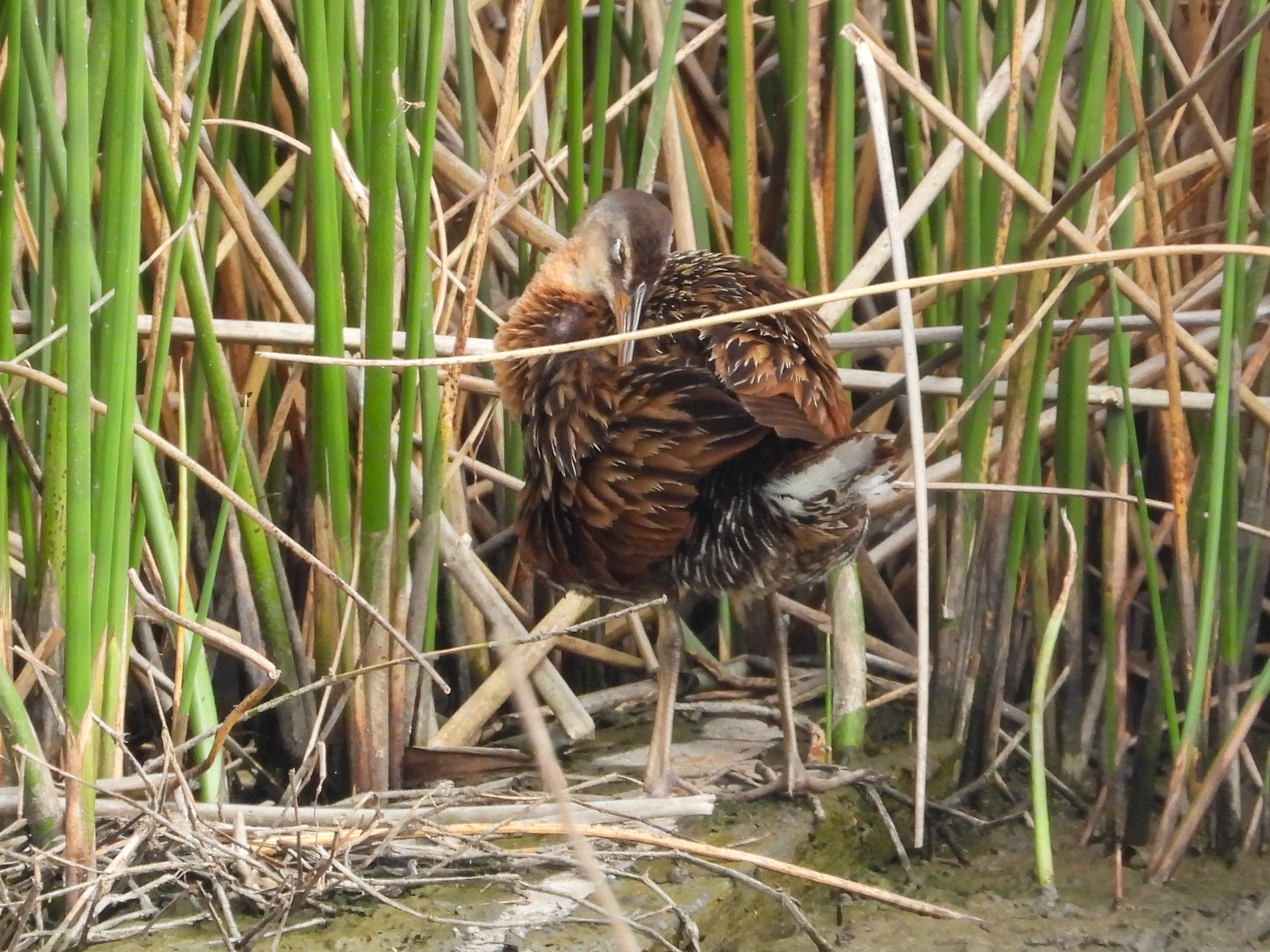 King Rail (Rallus elegans), photo 6