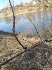 Rubus idaeus