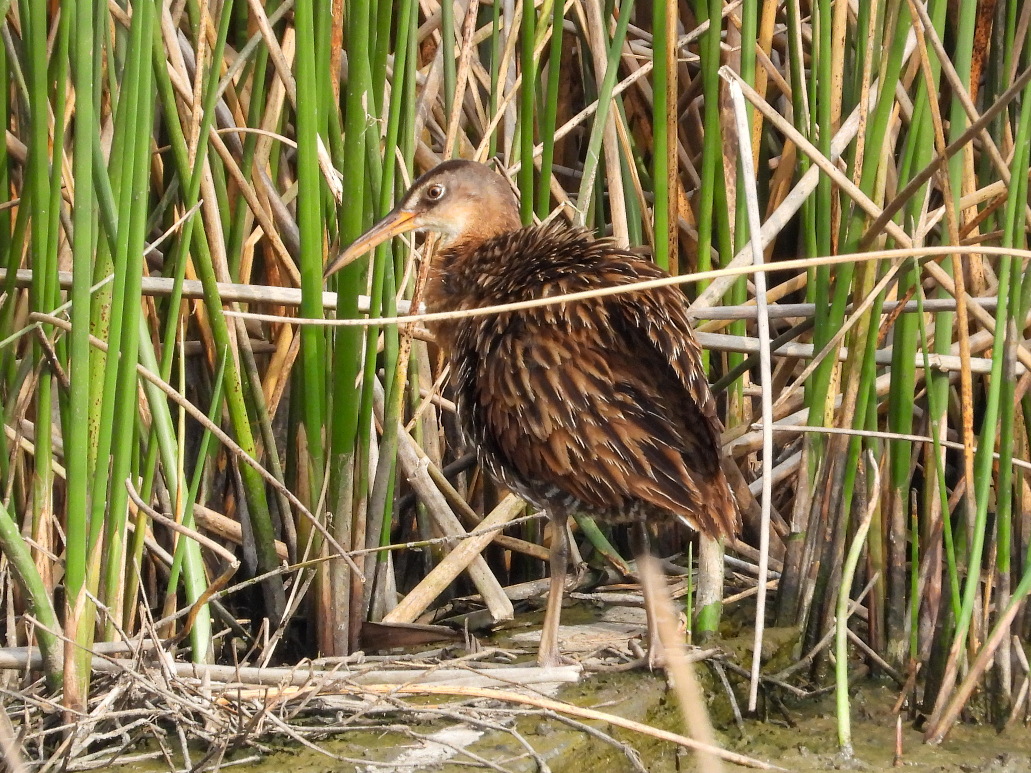 King Rail (Rallus elegans), photo 5