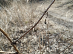 Rubus idaeus