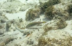 Xyrichtys splendens