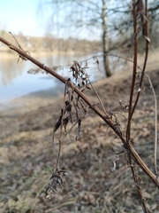 Artemisia vulgaris