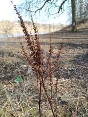 Rumex obtusifolius