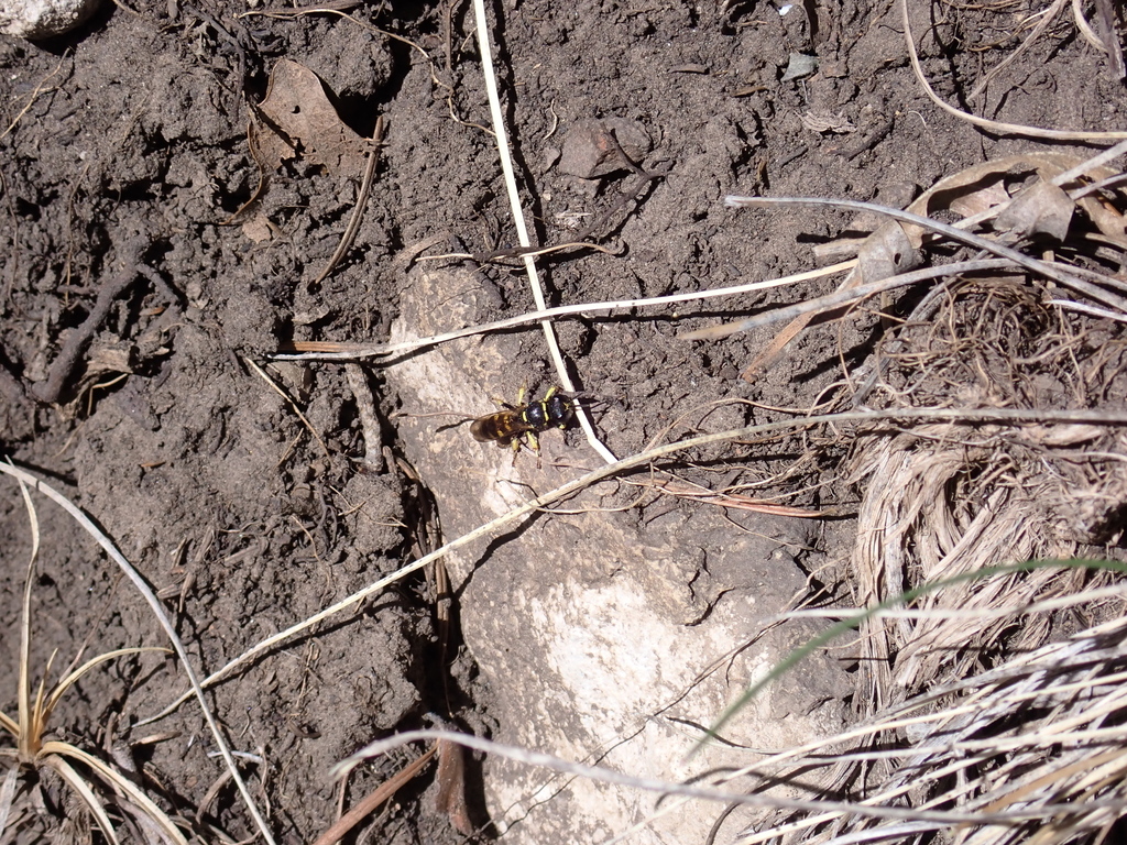 Shield-handed Wasps in April 2026 by Moses J. Michelsohn · iNaturalist