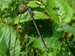 Lestes eurinus