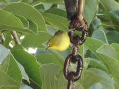 Zosterops virens virens