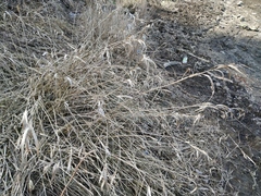 Elymus repens