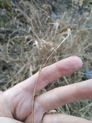 Elymus repens