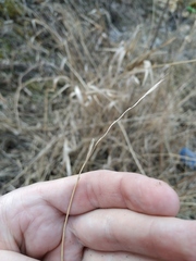 Elymus repens