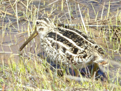 Gallinago magellanica