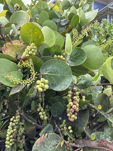 Coccoloba uvifera observed 2026-04-25