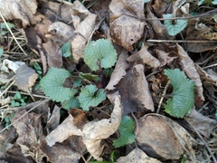 Alliaria petiolata