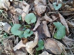 Alliaria petiolata