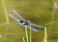 Celithemis martha