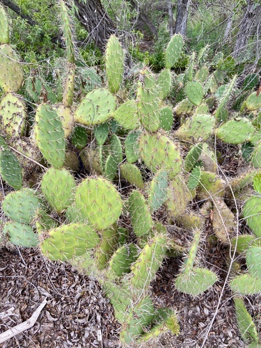 iNaturalist observation photo of Coastal Pricklypear