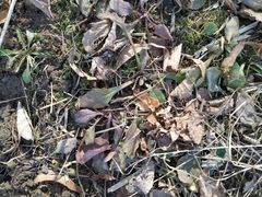 Ajuga reptans