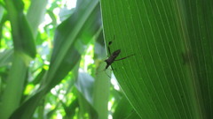 Leptoglossus chilensis