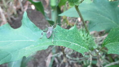 Leptoglossus chilensis