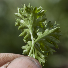 Xanthosia dissecta