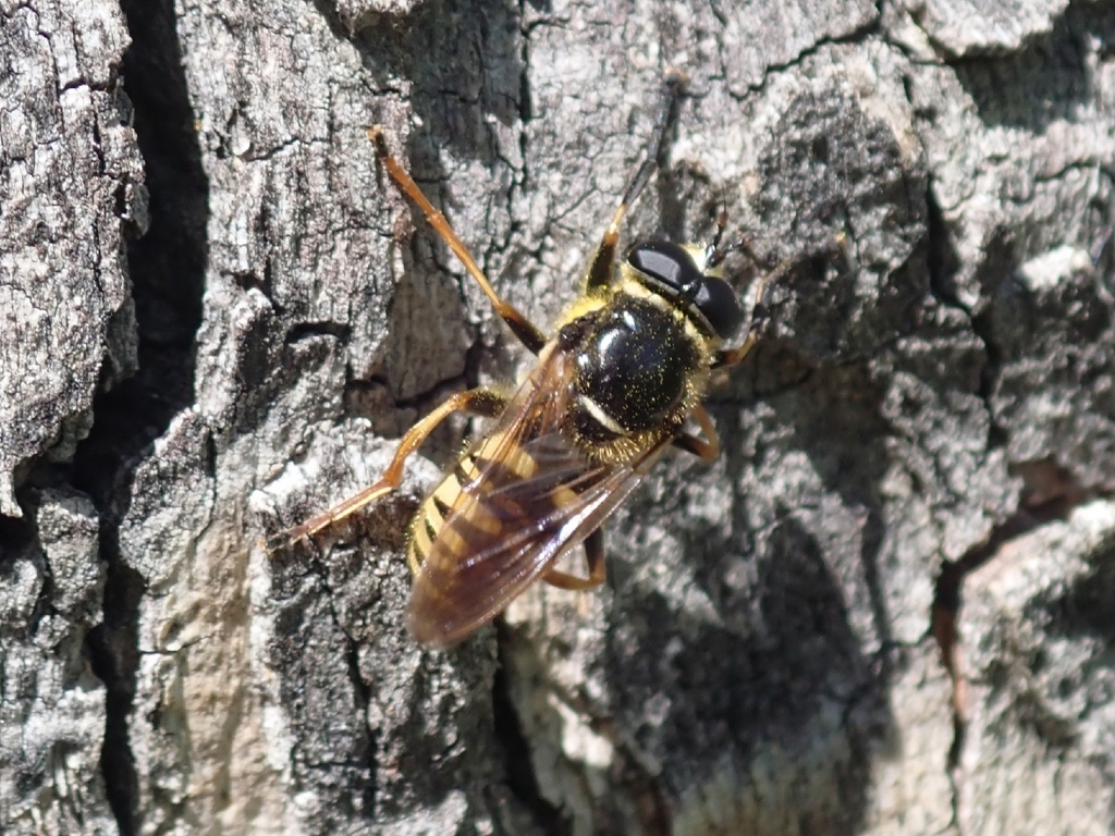 Columbian Yellowjacket Fly