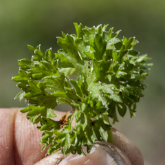 Xanthosia dissecta