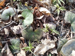 Asarum europaeum