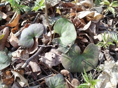 Asarum europaeum